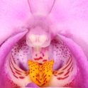 Macro Orchidee - 007